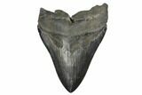 Fossil Megalodon Tooth - South Carolina #168317-1